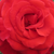 Rumeno - rdeča - Vrtnica čajevka - Kalotaszeg